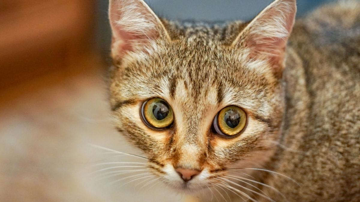 Die Katze ist das beliebteste Haustier der Deutschen. (Foto)
