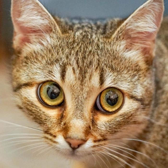Über 75 Katzen in Pariser Wohnung entdeckt