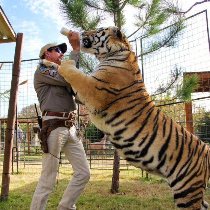 Tierquälerei! Er soll über 100 Tiger gequält und getötet haben