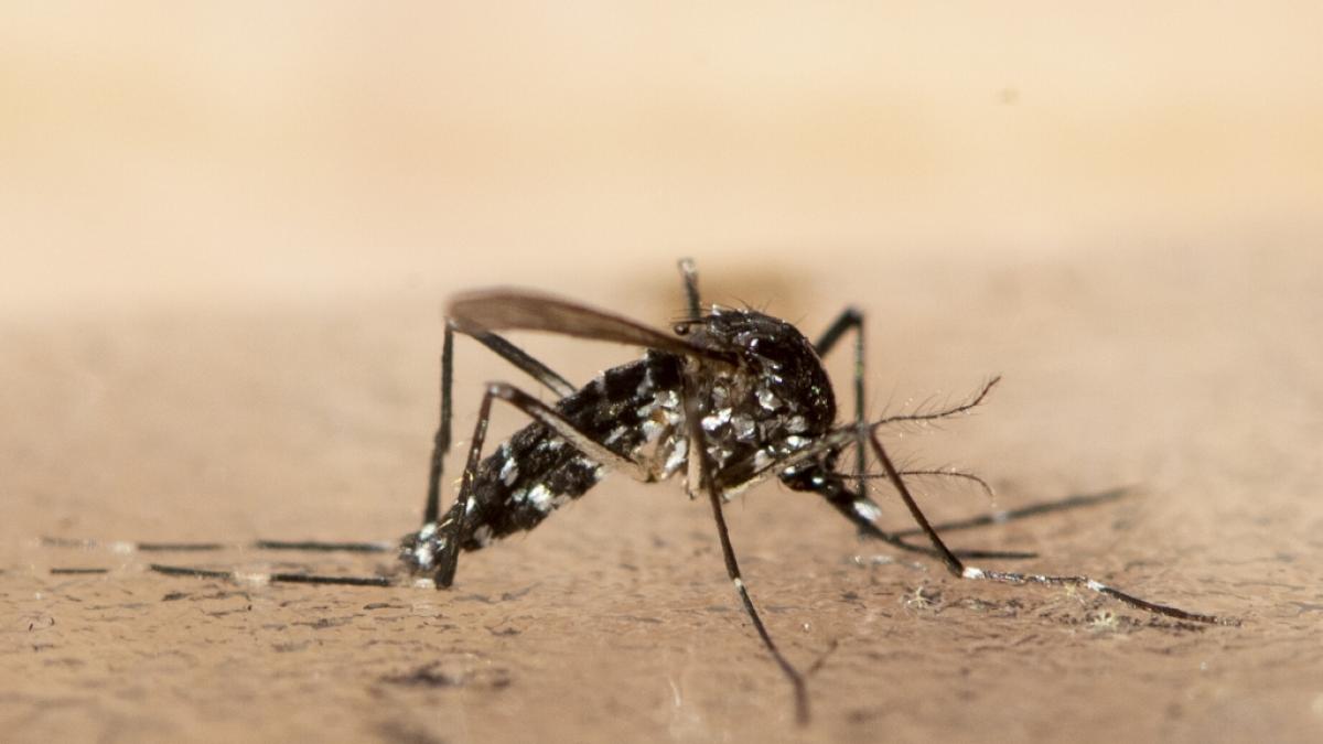 Die asiatische Tigerm&uuml;cke ist auch in Deutschland und Europa immer h&auml;ufiger anzutreffen - nun soll ein Stich der invasiven Insektenart eine Infektion mit dem Chikungunyavirus ausgel&ouml;st haben. (Foto)