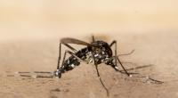 Die asiatische Tigermücke ist auch in Deutschland und Europa immer häufiger anzutreffen - nun soll ein Stich der invasiven Insektenart eine Infektion mit dem Chikungunyavirus ausgelöst haben.