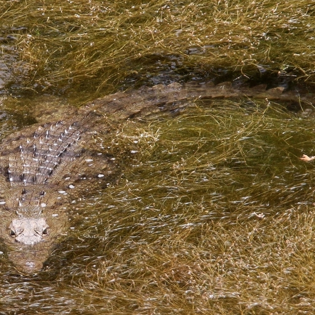 Krokodil frisst Schwangere