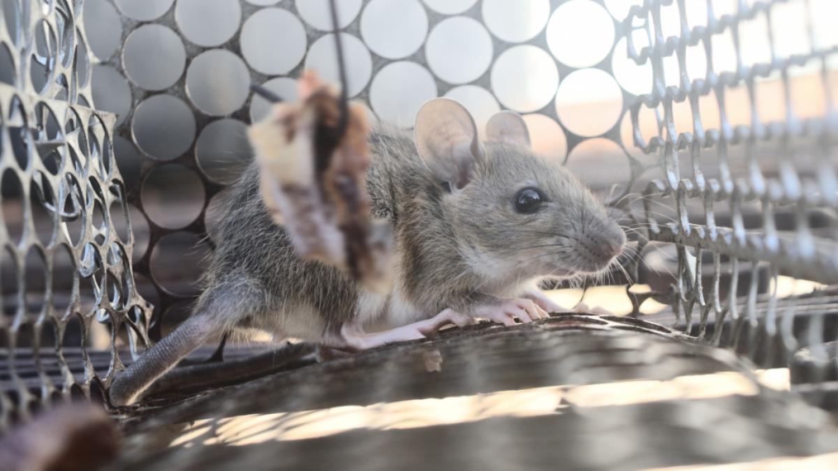 Das Hantavirus, dass von Nagetieren &uuml;bertragen wird, grassiert in den russischen Truppen. (Foto)