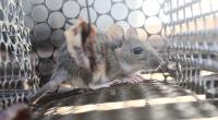Das Hantavirus, dass von Nagetieren übertragen wird, grassiert in den russischen Truppen.