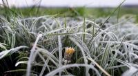 Sorgen die Eisheiligen in diesem Jahr für Frost?