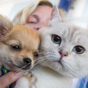 Hund oder Katze? Die Haustierwahl verrät so einiges über unseren Charakter.