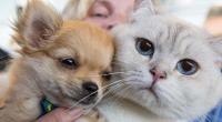 Hund oder Katze? Die Haustierwahl verrät so einiges über unseren Charakter.