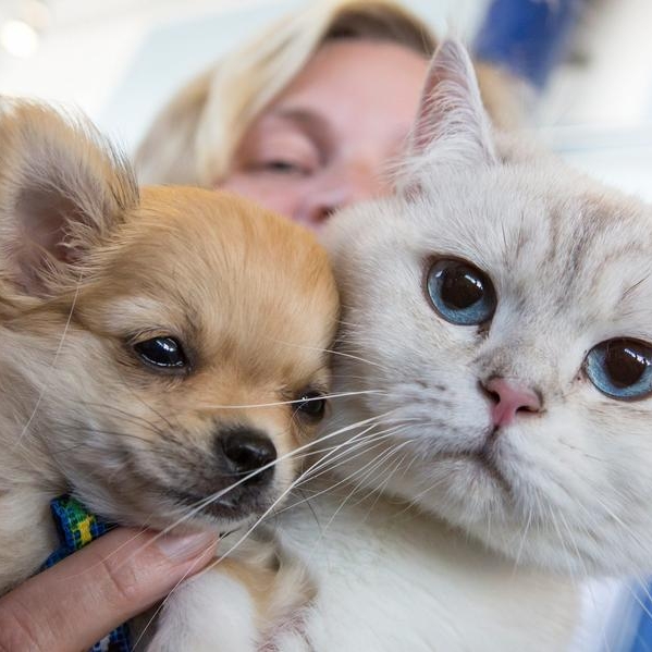Katzenliebhaber sind klüger als Hundehalter