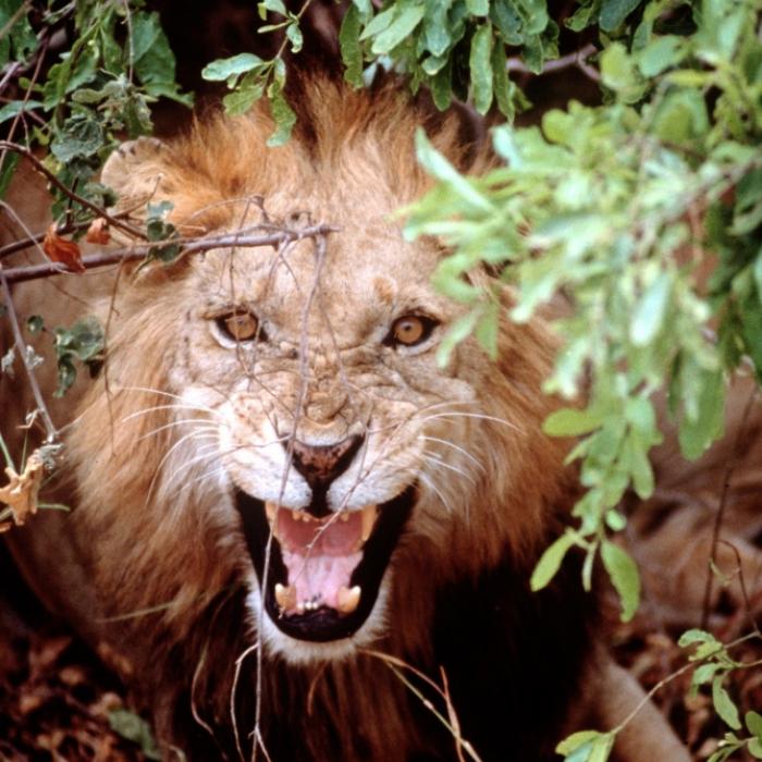 Raubkatze beißt Safari-Gast (64) Arm ab