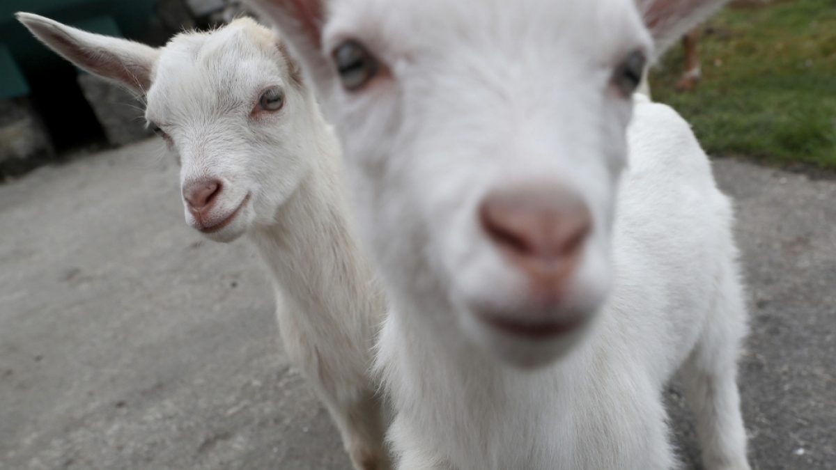 Die Geburt eines mutierten Zickleins im Osten Chinas sorgte f&uuml;r Furore - das Kalb hatte zwei K&ouml;pfe und vier Augen (Symbolbild). (Foto)
