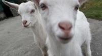 Die Geburt eines mutierten Zickleins im Osten Chinas sorgte für Furore - das Kalb hatte zwei Köpfe und vier Augen (Symbolbild).