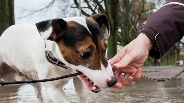 Hunde sollte niemals auf Pfützen trinken.
