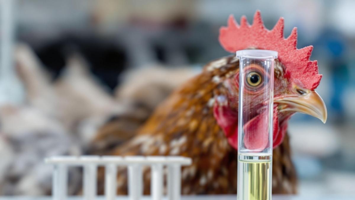 Preisschock vor Weihnachten bei Gefl&uuml;gel. (Foto)
