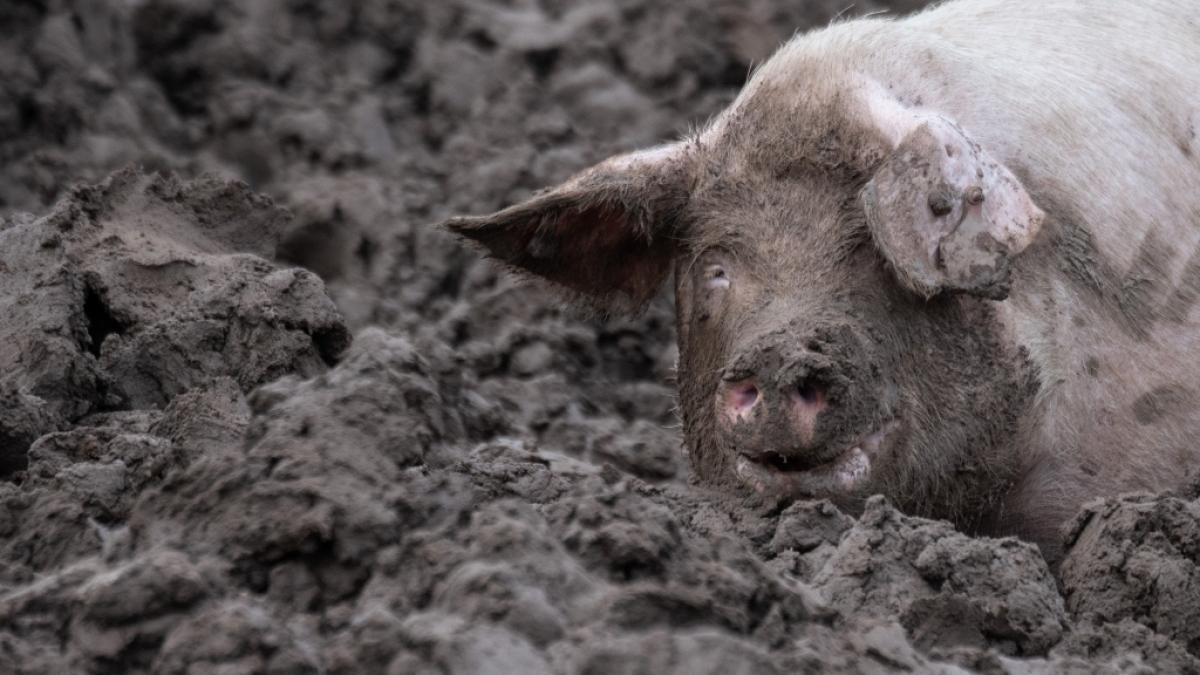 Ein schockierendes Video aus dem Ukraine-Krieg, in dem Schweine die Leiche eines russischen Offiziers fressen, verbreitet sich gerade wie ein Lauffeuer in den sozialen Medien. (Foto)