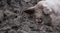 Ein schockierendes Video aus dem Ukraine-Krieg, in dem Schweine die Leiche eines russischen Offiziers fressen, verbreitet sich gerade wie ein Lauffeuer in den sozialen Medien.