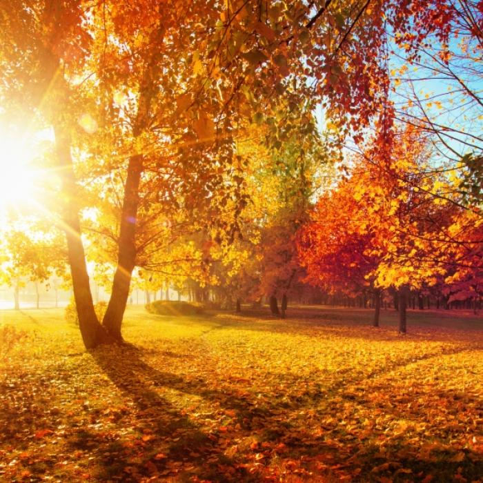 Dichte Wolken ziehen auf! Wo bleibt der Goldene Oktober am Wochenende?
