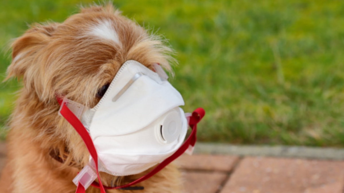 In Hongkong hat sich jetzt ein Hund mit dem Coronavirus infiziert. (Foto)