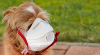 In Hongkong hat sich jetzt ein Hund mit dem Coronavirus infiziert.