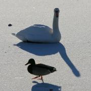 In Ludwigsburg wird ein Schwan im Schlaf von der Kälte überrascht und friert fest.