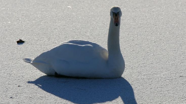 In Ludwigsburg wird ein Schwan im Schlaf von der Kälte überrascht und friert fest.