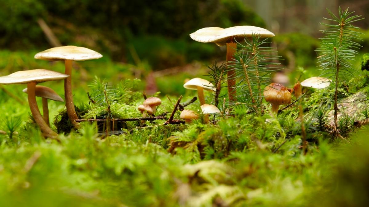 Familie landet nach dem Verzehr selbst gesammelter Pilze in &auml;rztlicher Behandlung. (Foto)
