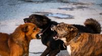 Der 11-jährige Li hatte keine Chance gegen die Hunde.
