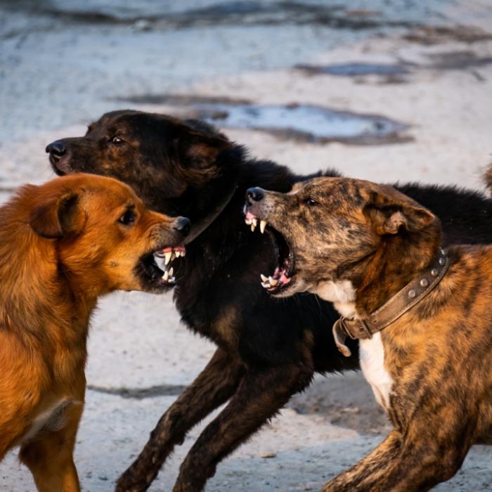 Leiche lag in einer Fabrik! Junge (11) von vier Hunden zu Tode gebissen