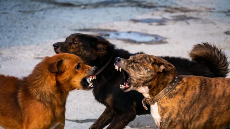 Der 11-jährige Li hatte keine Chance gegen die Hunde.