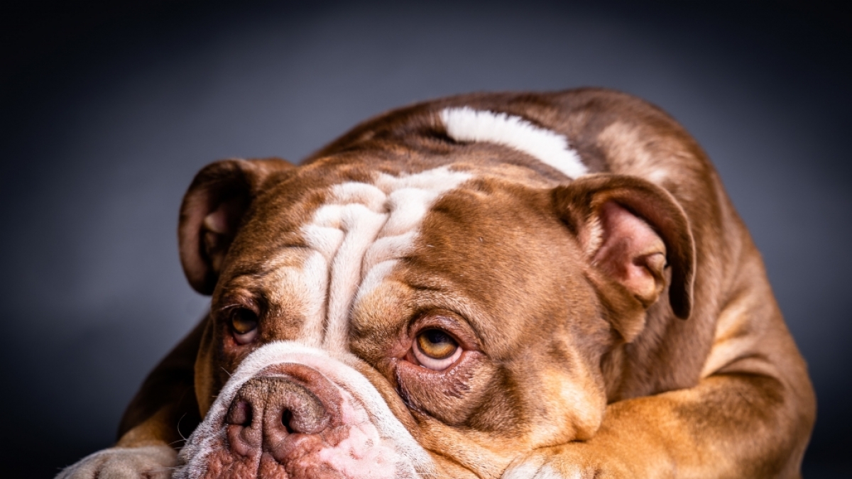 Ein f&uuml;nf Jahre altes Kind ist von einem Old English Bulldog schwer verletzt worden (Symbolbild). (Foto)