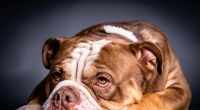 Ein fünf Jahre altes Kind ist von einem Old English Bulldog schwer verletzt worden (Symbolbild).
