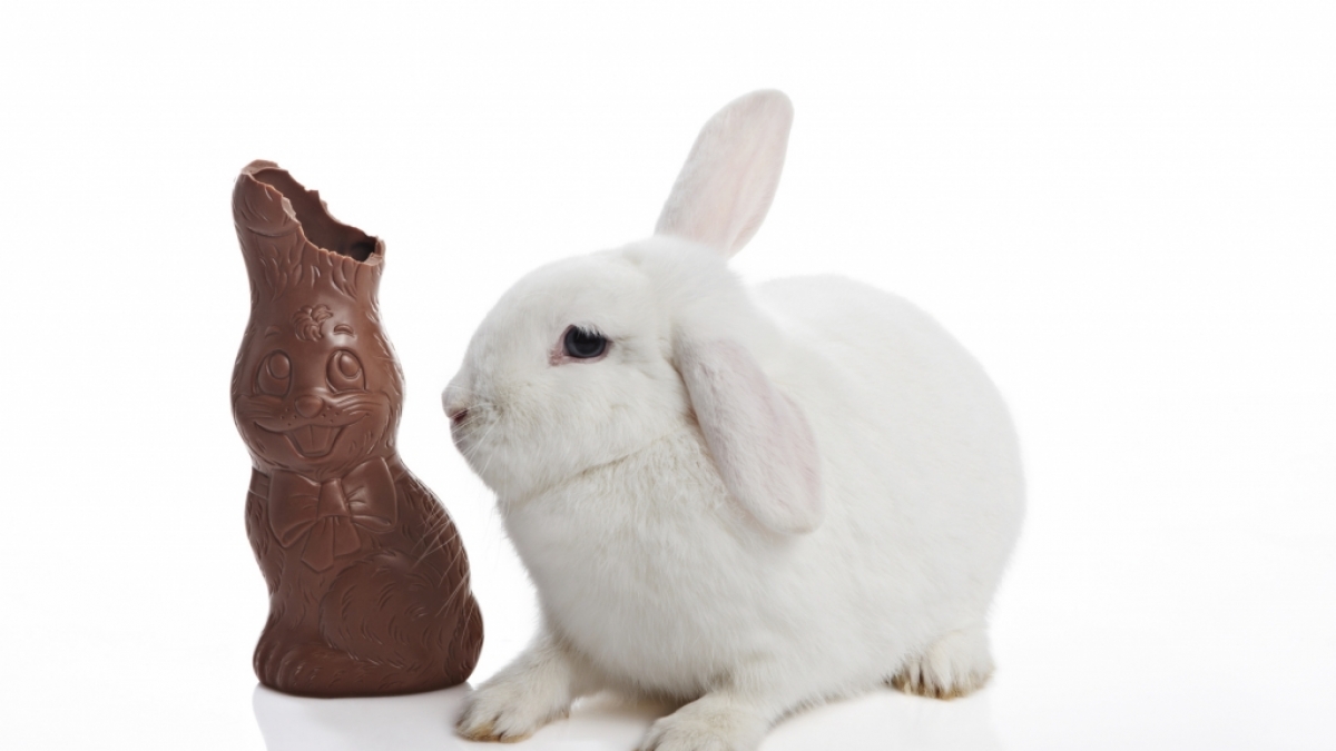 Schokohasen gibt es an Ostern in H&uuml;lle und F&uuml;lle - allerdings mit deutlichen Preis- und Qualit&auml;tsunterschieden. (Foto)