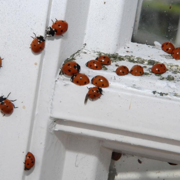 Tausende Insekten! Twitter meldet gepunktete Plage in Deutschland