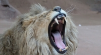 Einem Löwen wurden in einem Tierpark in Palästina die Krallen amputiert - die Raubkatze sollte gefahrlos mit Besuchern spielen (Symbolfoto).