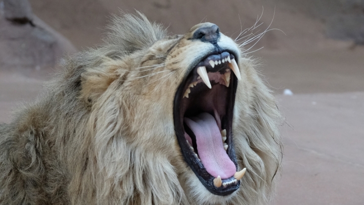 Einem Löwen wurden in einem Tierpark in Palästina die Krallen amputiert - die Raubkatze sollte gefahrlos mit Besuchern spielen (Symbolfoto).