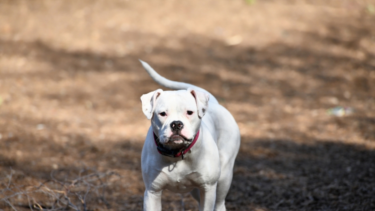 Ein American Bulldog hat im englischen Nottingham sein Frauchen krankenhausreif gebissen (Symbolbild). (Foto)