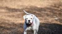 Ein American Bulldog hat im englischen Nottingham sein Frauchen krankenhausreif gebissen (Symbolbild).