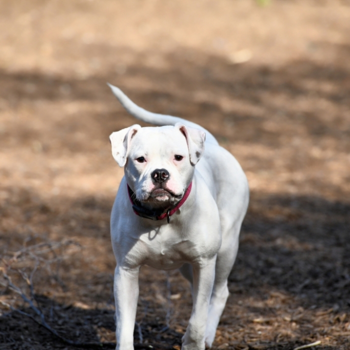 Gesicht und Arme zerfetzt! Hundebesitzerin entstellt