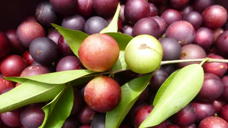 Camu-Camu hat nicht nur einen besonders klangvollen Namen, sie ist auch besonders gesund.