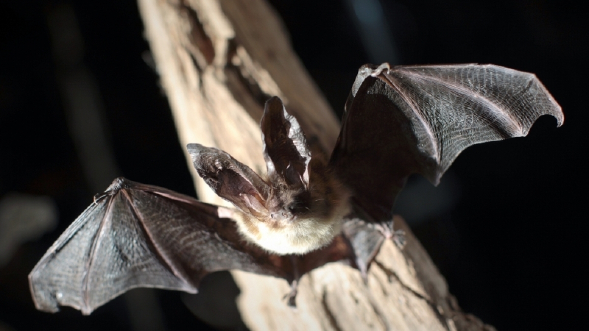 Fledermaus (Foto)