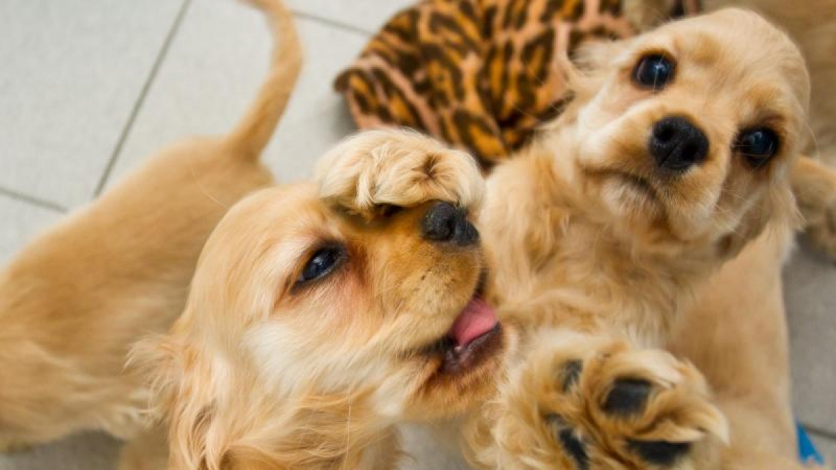 Sich balgen wie junge Hunde: das k&ouml;nnen auch wir Erwachsenen wieder lernen. (Foto)