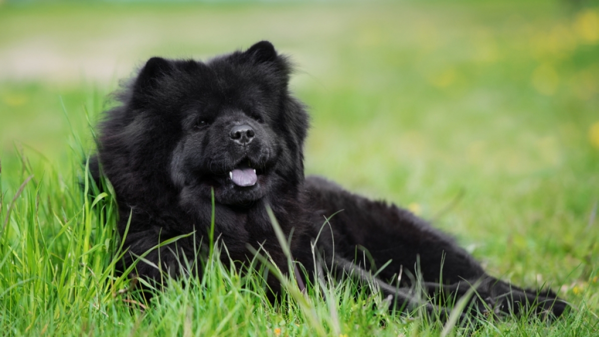 Der Chinese Wang Kaiyu hielt sich zwei schwarze Hunde als Haustiere - bis er die Wahrheit &uuml;ber seine Vierbeiner erfuhr! (Foto)