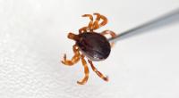 Bei einem Stich sollte man die infektiösen Insekten vorsichtig mit einer Pinzette entfernen.