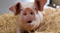 Die extrem gezüchtete Schweinerasse Duroc hat kaum etwas mit dem gemeinen Hausschwein gemein.