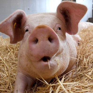 Schweinerei! Dieses Mutanten-Ferkel besteht nur aus Muckis
