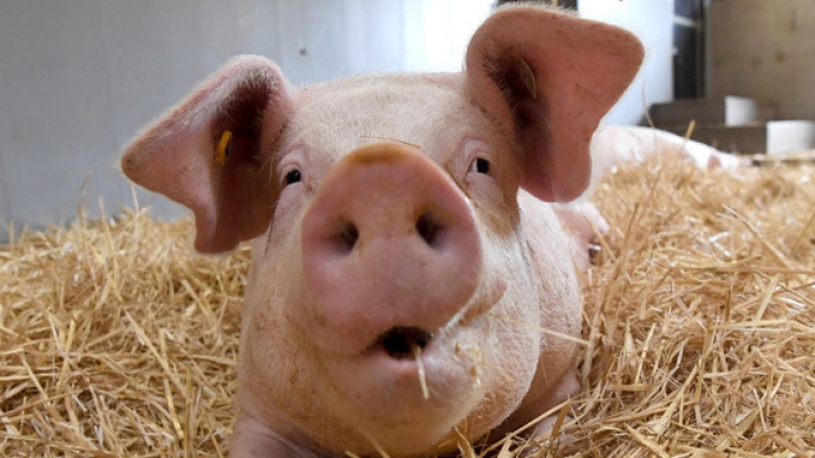 Die extrem gezüchtete Schweinerasse Duroc hat kaum etwas mit dem gemeinen Hausschwein gemein.