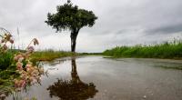 Laut Wettermodellen könnte es im Frühling nach der Hitze nun zu kalten Temperaturen und viel Regen kommen.