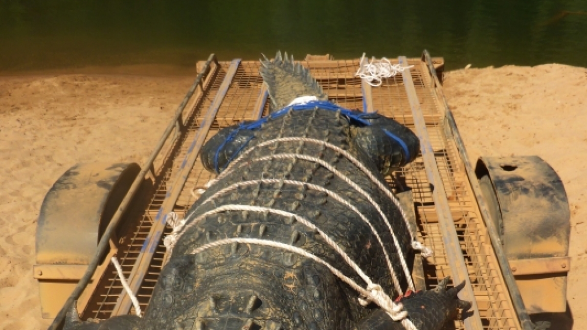 Ein Krokodil so lang wie ein Lieferwagen: Wildh&uuml;ter in Australien haben ein 4,7 Meter langes und rund 600 Kilogramm schweres Krokodil in einem Fluss im Northern Territory gefangen. (Foto)