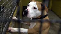 Sieben Pitbulls zerfleischten einen Mann zu Tode.
