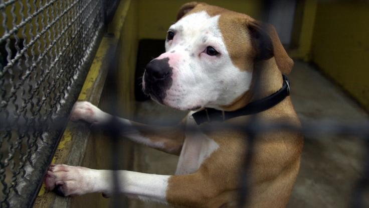 Sieben Pitbulls zerfleischten einen Mann zu Tode.