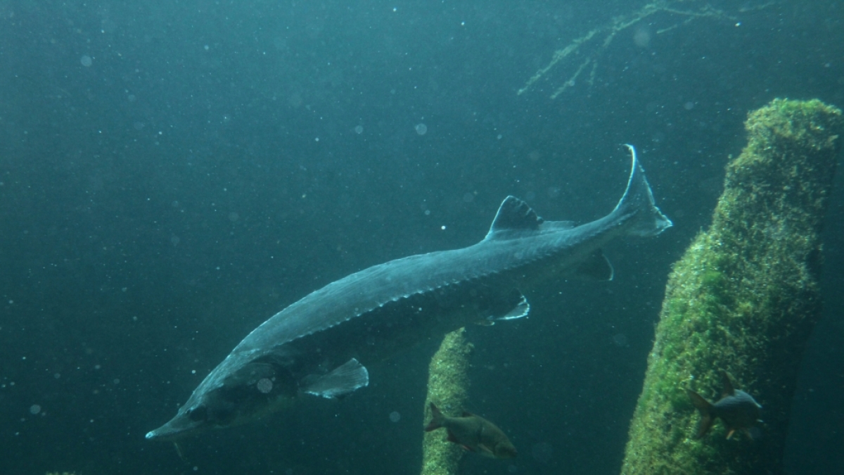Ein Atlantischer St&ouml;r kann &uuml;ber 2,20 Meter gro&szlig; werden und mehr als 110 Kilo wiegen. (Foto)
